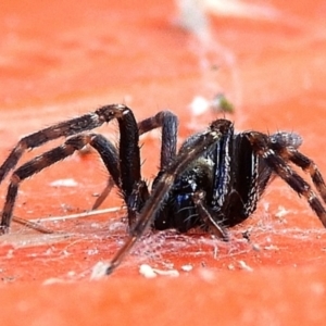 Badumna sp. (genus) at Crooked Corner, NSW - 23 Jan 2022