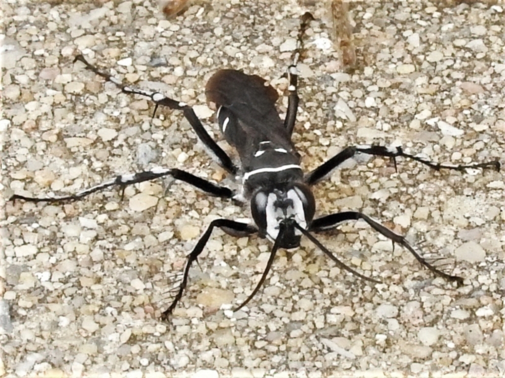 Turneromyia sp. (genus) at Wanniassa, ACT - 24 Jan 2022