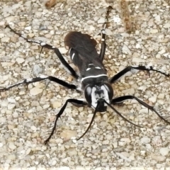Turneromyia sp. (genus) (Zebra spider wasp) at Wanniassa, ACT - 24 Jan 2022 by JohnBundock