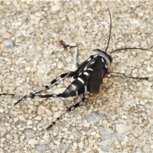 Turneromyia sp. (genus) at Wanniassa, ACT - 24 Jan 2022