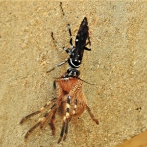 Turneromyia sp. (genus) at Wanniassa, ACT - 24 Jan 2022 03:21 PM