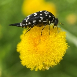 Hoshihananomia dumbrelli (Dumbrell's Pintail Beetle) at Acton, ACT by PeterA