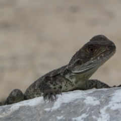 Intellagama lesueurii howittii (Gippsland Water Dragon) at National Zoo and Aquarium - 23 Jan 2022 by Steve_Bok