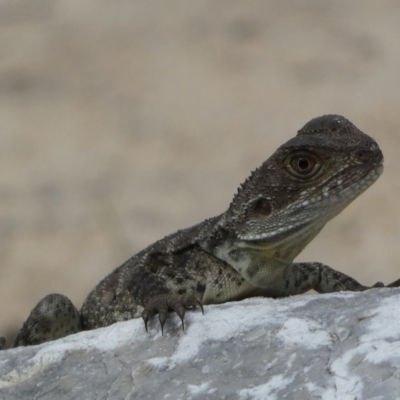 Intellagama lesueurii howittii (Gippsland Water Dragon) at Canberra, ACT - 23 Jan 2022 by Steve_Bok