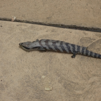 Tiliqua scincoides scincoides (Eastern Blue-tongue) at National Zoo and Aquarium - 24 Jan 2022 by Steve_Bok