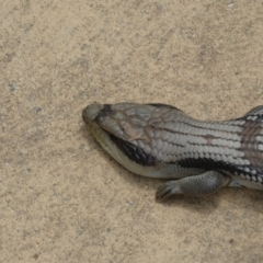 Tiliqua scincoides scincoides at Canberra, ACT - 24 Jan 2022