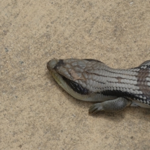 Tiliqua scincoides scincoides at Canberra, ACT - 24 Jan 2022