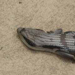 Tiliqua scincoides scincoides at Canberra, ACT - 24 Jan 2022