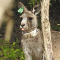 Macropus giganteus (Eastern Grey Kangaroo) at ANBG - 23 Jan 2022 by HelenCross