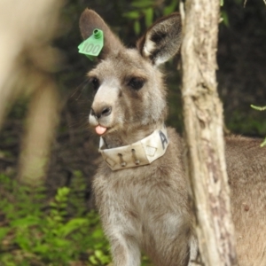 Macropus giganteus at Acton, ACT - 24 Jan 2022 08:57 AM