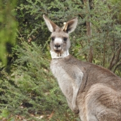 Macropus giganteus at Acton, ACT - 24 Jan 2022 08:57 AM