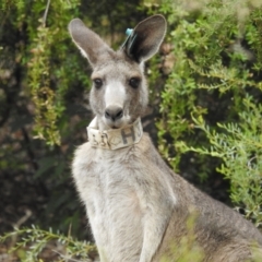 Macropus giganteus at Acton, ACT - 24 Jan 2022 08:57 AM