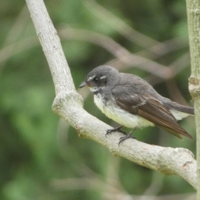 Rhipidura albiscapa (Grey Fantail) at Canberra, ACT - 24 Jan 2022 by SteveBorkowskis