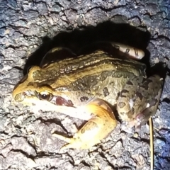 Limnodynastes peronii at Gordon, ACT - 24 Jan 2022