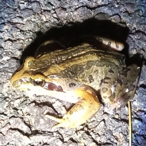 Limnodynastes peronii at Gordon, ACT - 24 Jan 2022