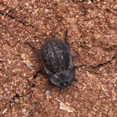 Helea ovata (Pie-dish beetle) at Mount Painter - 22 Jan 2022 by rnixon1