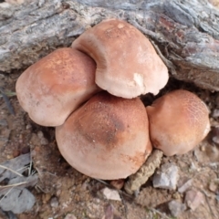 zz agaric (stem; gills not white/cream) at Cook, ACT - 18 Jan 2022 by drakes