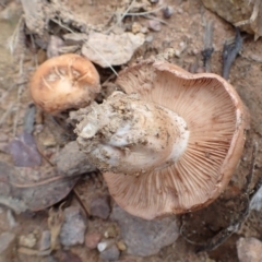 zz agaric (stem; gills not white/cream) at Cook, ACT - 19 Jan 2022