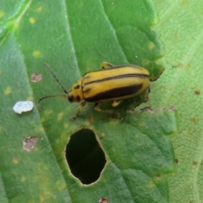 Xanthogaleruca luteola (Elm leaf beetle) at Point Hut to Tharwa - 24 Jan 2022 by RodDeb