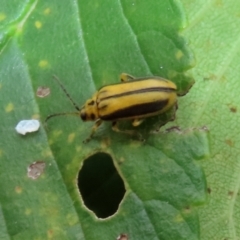 Xanthogaleruca luteola (Elm leaf beetle) at Gordon, ACT - 24 Jan 2022 by RodDeb
