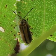 Xanthogaleruca luteola at Gordon, ACT - 24 Jan 2022 02:30 PM