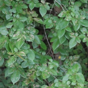 Xanthogaleruca luteola at Gordon, ACT - 24 Jan 2022