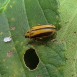 Xanthogaleruca luteola at Gordon, ACT - 24 Jan 2022 02:30 PM