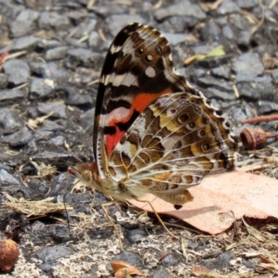 Vanessa kershawi (Australian Painted Lady) at Point Hut to Tharwa - 24 Jan 2022 by RodDeb