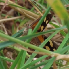 Heteronympha merope (Common Brown Butterfly) at Point Hut to Tharwa - 24 Jan 2022 by RodDeb