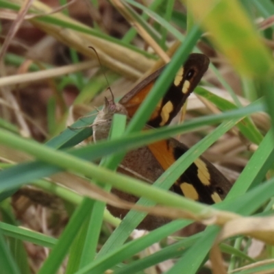 Heteronympha merope (Common Brown Butterfly) at Point Hut to Tharwa - 24 Jan 2022 by RodDeb