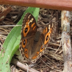 Junonia villida at Paddys River, ACT - 24 Jan 2022 02:38 PM