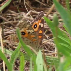 Junonia villida at Paddys River, ACT - 24 Jan 2022