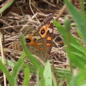 Junonia villida at Paddys River, ACT - 24 Jan 2022