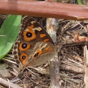 Junonia villida at Paddys River, ACT - 24 Jan 2022