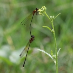 Nososticta solida (Orange Threadtail) at Point Hut to Tharwa - 24 Jan 2022 by RodDeb