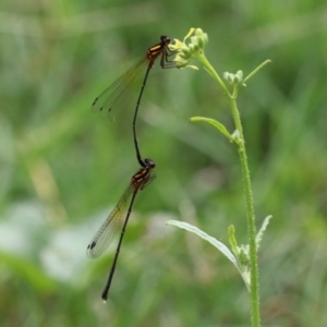 Nososticta solida at Paddys River, ACT - 24 Jan 2022