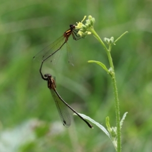 Nososticta solida at Paddys River, ACT - 24 Jan 2022