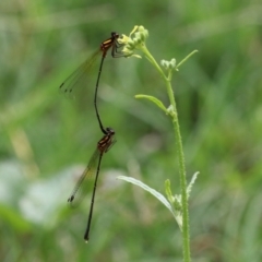 Nososticta solida at Paddys River, ACT - 24 Jan 2022 02:47 PM