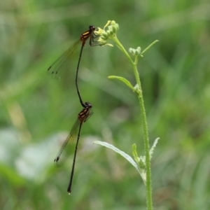 Nososticta solida at Paddys River, ACT - 24 Jan 2022