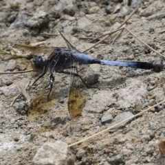 Orthetrum caledonicum (Blue Skimmer) at Gordon, ACT - 24 Jan 2022 by RodDeb