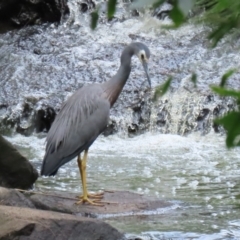 Egretta novaehollandiae (White-faced Heron) at Point Hut to Tharwa - 24 Jan 2022 by RodDeb