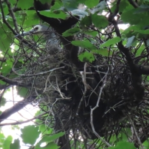 Egretta novaehollandiae at Gordon, ACT - suppressed