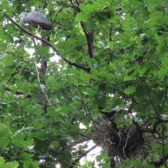 Egretta novaehollandiae at Gordon, ACT - suppressed