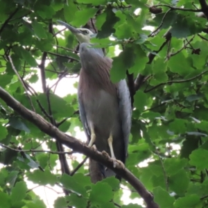 Egretta novaehollandiae at Gordon, ACT - suppressed