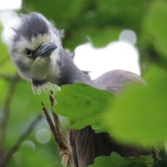 Egretta novaehollandiae at Gordon, ACT - suppressed