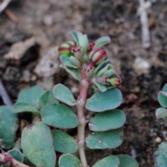 Euphorbia dallachyana (Mat Spurge, Caustic Weed) at Blue Gum Point to Attunga Bay - 18 Jan 2022 by ConBoekel