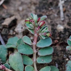 Euphorbia dallachyana (Mat Spurge, Caustic Weed) at Yarralumla, ACT - 17 Jan 2022 by ConBoekel