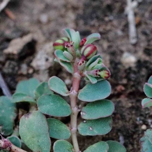Euphorbia dallachyana at Yarralumla, ACT - 18 Jan 2022
