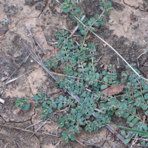 Euphorbia dallachyana at Yarralumla, ACT - 18 Jan 2022