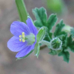 Erodium crinitum (Native Crowfoot) at Blue Gum Point to Attunga Bay - 18 Jan 2022 by ConBoekel